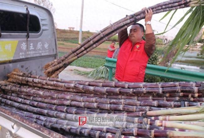 8300 元甘蔗背后的爱心接力,感动了无数人 第1张 8300 元甘蔗背后的爱心接力,感动了无数人 第1张