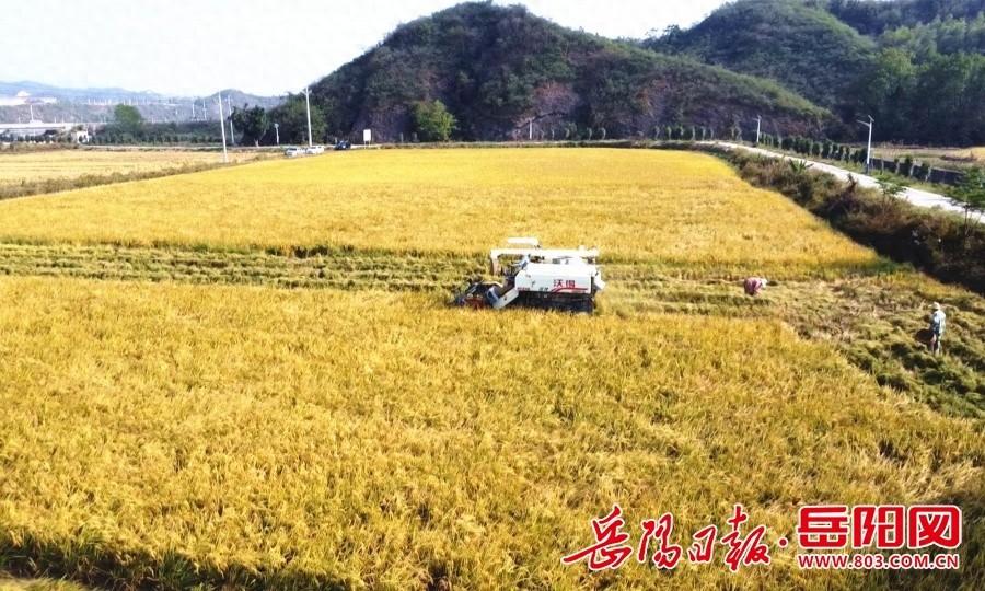 800 多亩晚稻大丰收！临湘市云湖街道种粮大户笑开颜