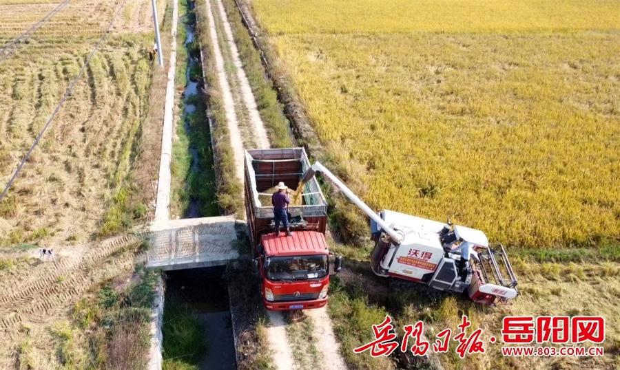 800 多亩晚稻大丰收！临湘市云湖街道种粮大户笑开颜  第2张