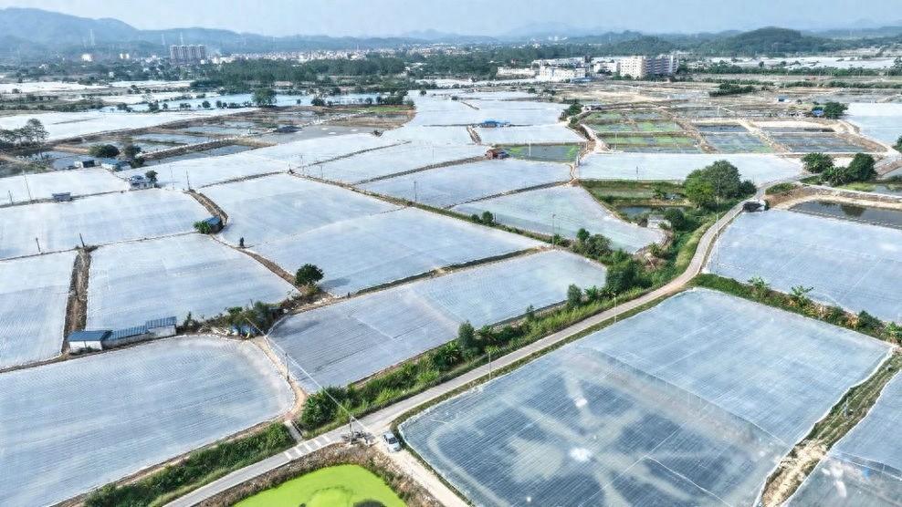肇庆市高要区万亩罗氏沼虾塘披上保温膜，背后的原因竟然是……  第1张