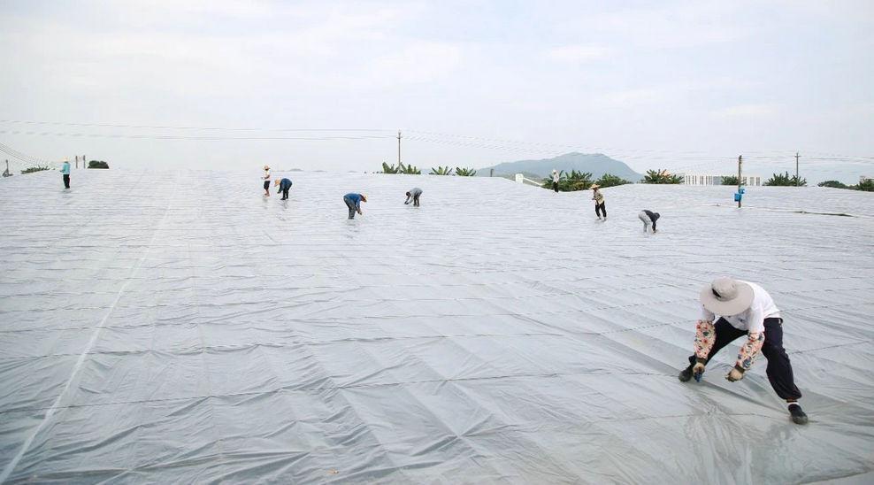 肇庆市高要区万亩罗氏沼虾塘披上保温膜，背后的原因竟然是……  第3张