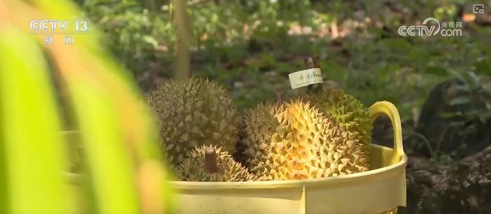 第七届进博会将迎泰国榴莲，口感品质绝佳，你准备好了吗？  第5张