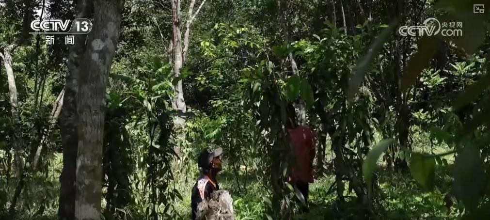 第七届进博会将迎泰国榴莲，口感品质绝佳，你准备好了吗？  第8张