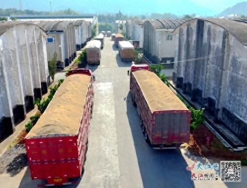 万载县推进秋粮收购：颗粒归仓，好收成变真好收益  第1张
