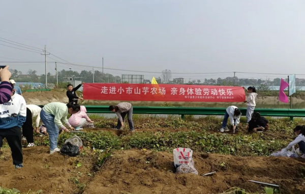 人生在勤，不索何获？学生们走进小市山芋农场，体验劳动快乐  第2张