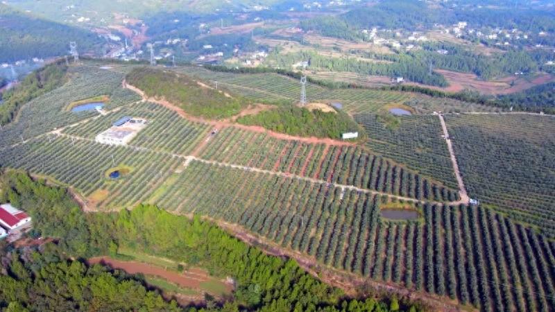 苍溪陵江镇千亩油橄榄挂果，果农年入 2 万  第1张
