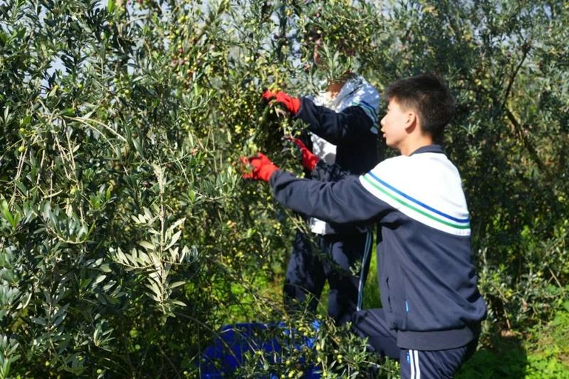 苍溪陵江镇千亩油橄榄挂果，果农年入 2 万  第2张