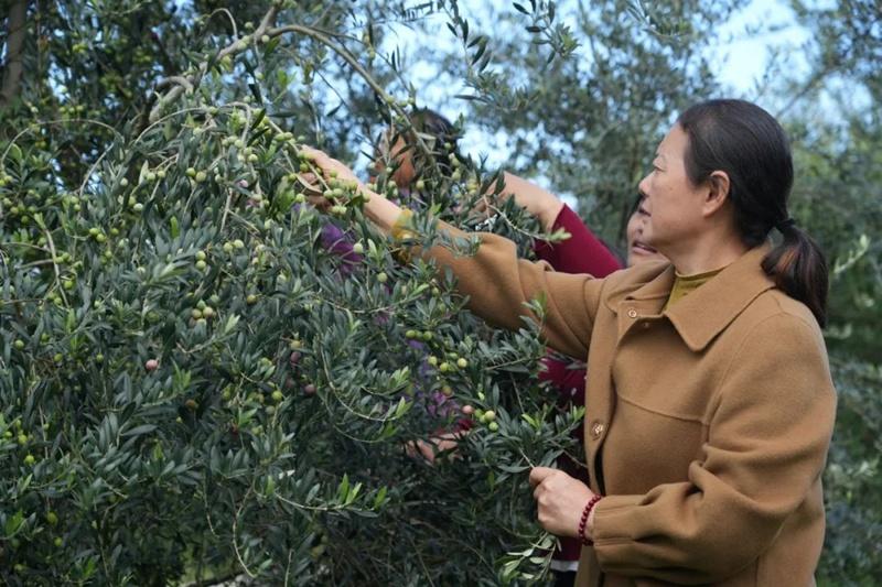 苍溪陵江镇千亩油橄榄挂果，果农年入 2 万  第3张
