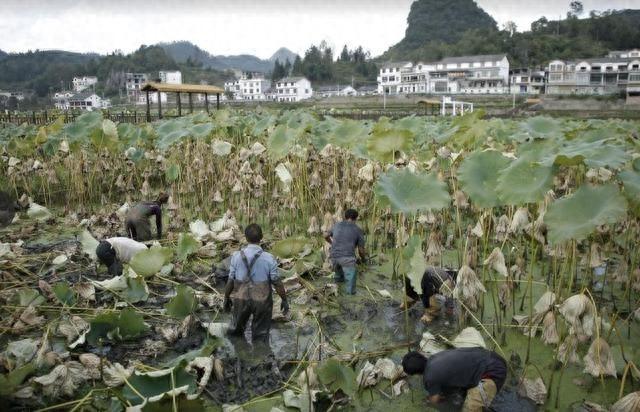 厉害了！这个村庄靠荷花+模式，成为乡村振兴的典范  第1张