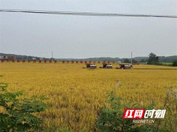 东安县芦洪市镇晚稻大丰收！产量提升价格好，农民收入创新高