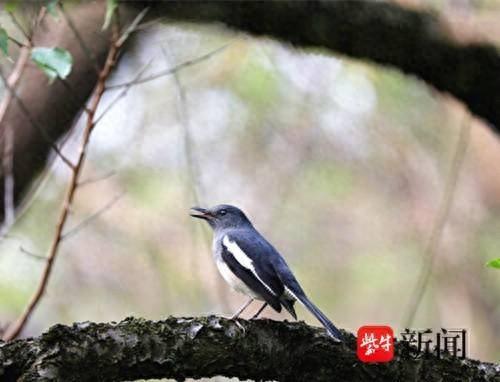 罕见！孟加拉国国鸟鹊鸲现身南京梅花山，你见过吗？