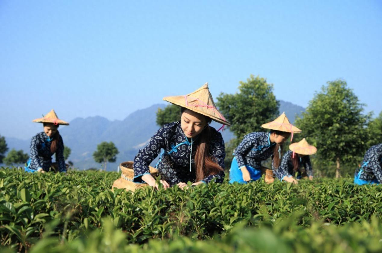 安溪茶不仅有铁观音，还有梅占茶！你知道吗？