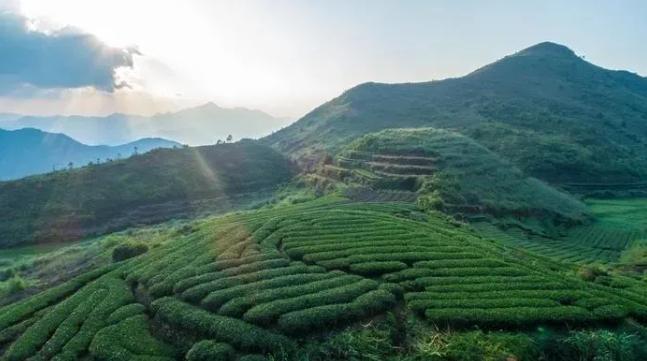 安溪茶不仅有铁观音,还有梅占茶!你知道吗? 第4张 安溪茶不仅有铁观音,还有梅占茶!你知道吗? 第4张