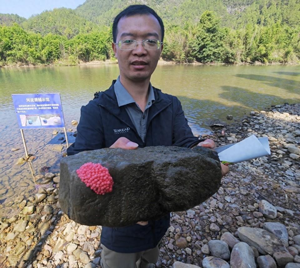 福寿螺入侵贵州龙里县，科研人员全力防控