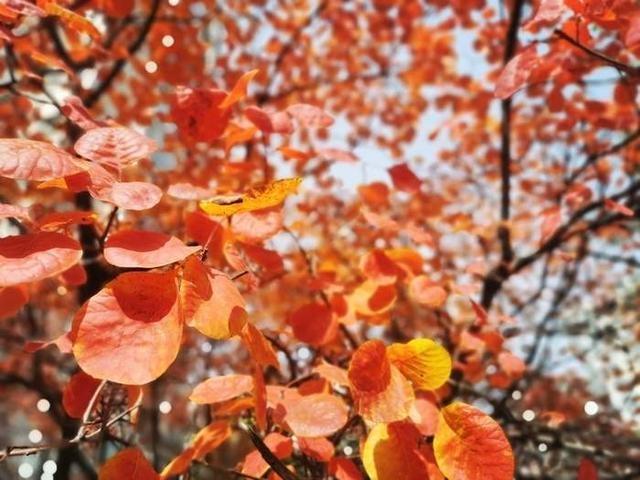 -2℃！济南寒潮来袭，一夜入冬，你准备好了吗？  第2张