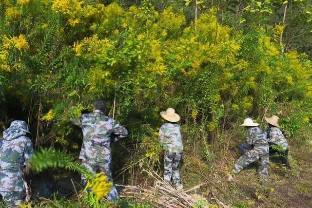 成都街头惊现恶魔之花，竟是它  第3张