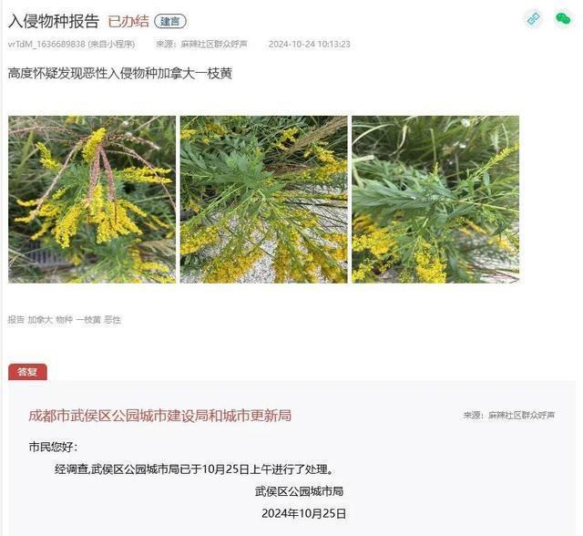 成都街头惊现恶魔之花，竟是它  第4张