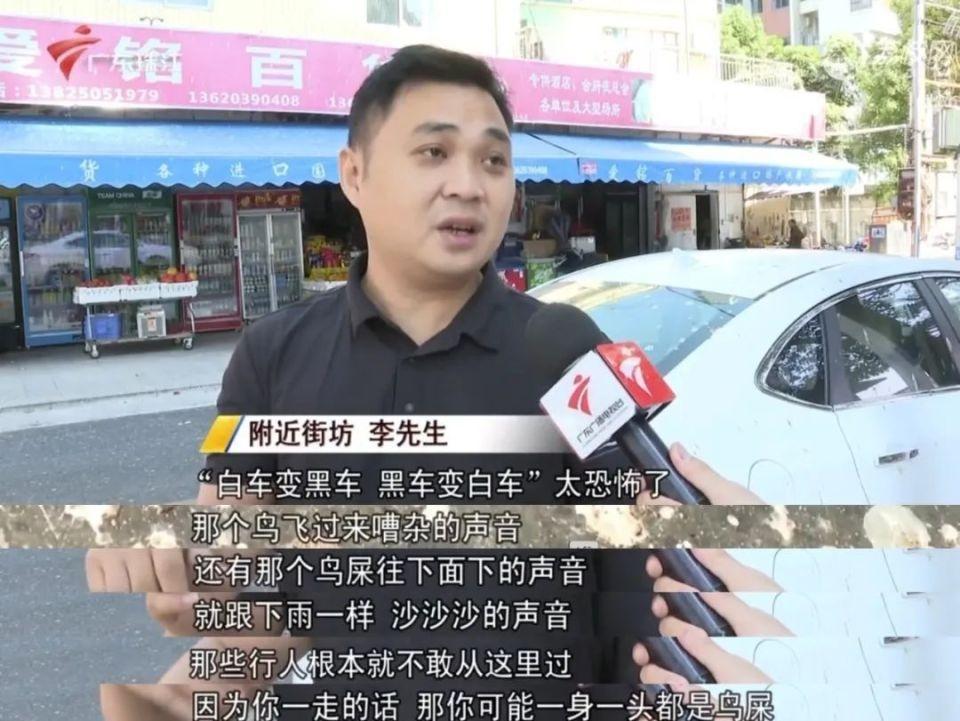 中山一街道被鸟屎淹没，汽车秒变喷绘车，现场宛如灾难片  第4张