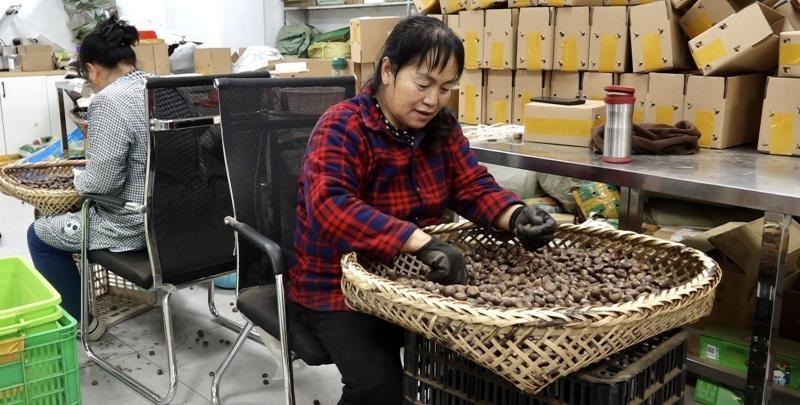 宁陕板栗，秦岭深处的宝藏美食，你吃过吗？  第2张