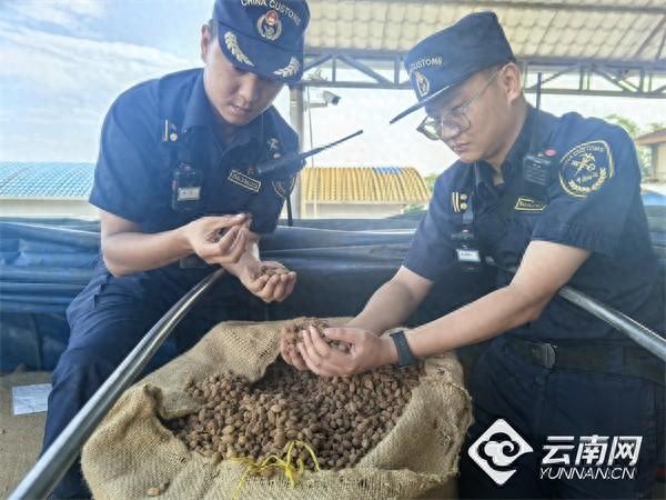 16.90 吨进口砂仁顺利通关！沧源海关推动药食同源商品进口便利化改革  第1张