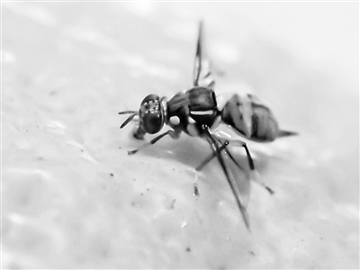 揭秘橘小实蝇交配与觅食行为调控：科技新突破，果蔬产业迎来新希望  第1张