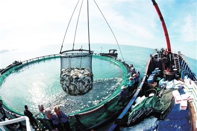 冬日暖阳下的三亚西岛：渔民丰收金鲳鱼，海面星罗密布的深水网箱  第5张