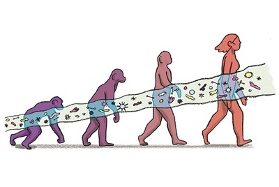 揭秘人类大脑进化的秘密：肠道微生物群如何影响能量利用？