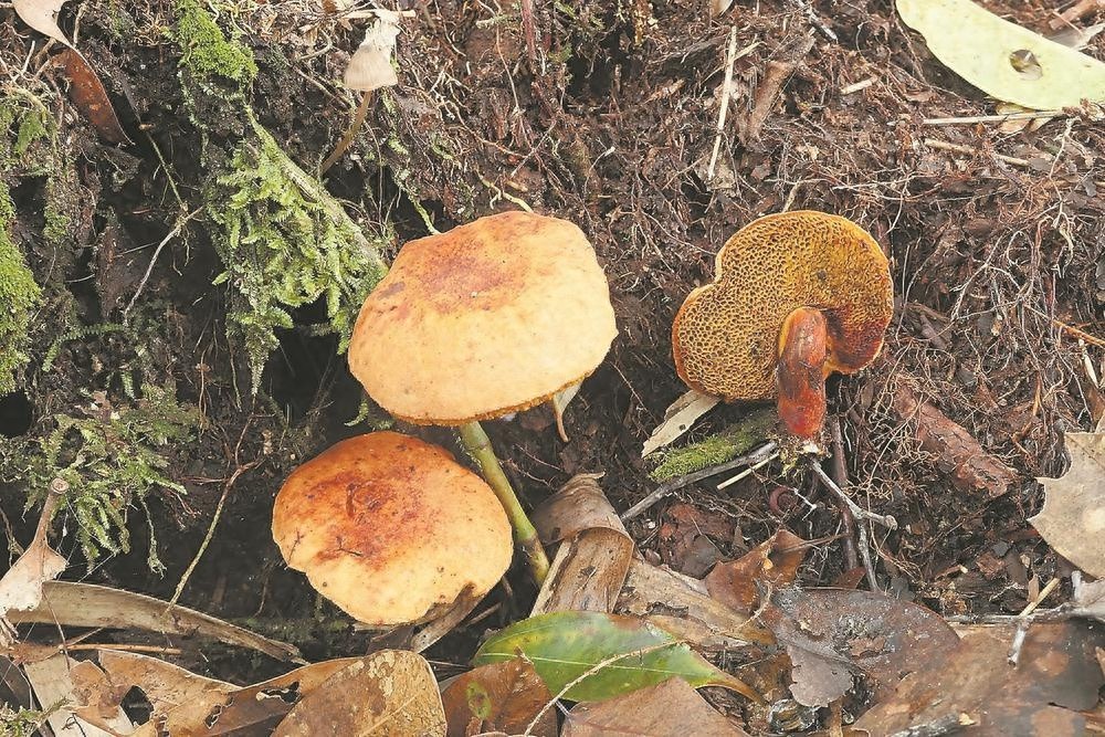 科学家在武夷山发现牛肝菌新种，竟不属于任何已知属  第1张