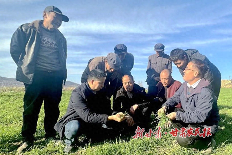 冬小麦田间管理关键时刻：专家问诊把脉，确保明年夏粮丰收