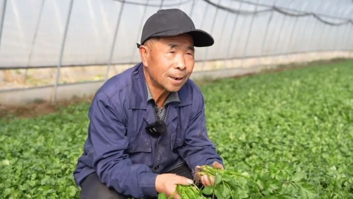 渭源县莲峰镇：反季蔬菜种植助力乡村振兴，村民增收致富新路径  第2张