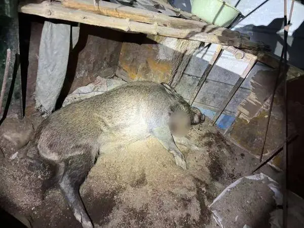 惊险！野猪夜闯民宅，特警神速出击一枪击毙，村民惊魂未定  第2张