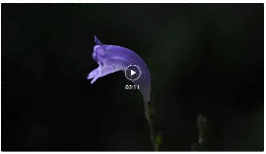 龙陵惊现神秘马头花！滇西马蓝身份揭秘，植物学家都惊呆了
