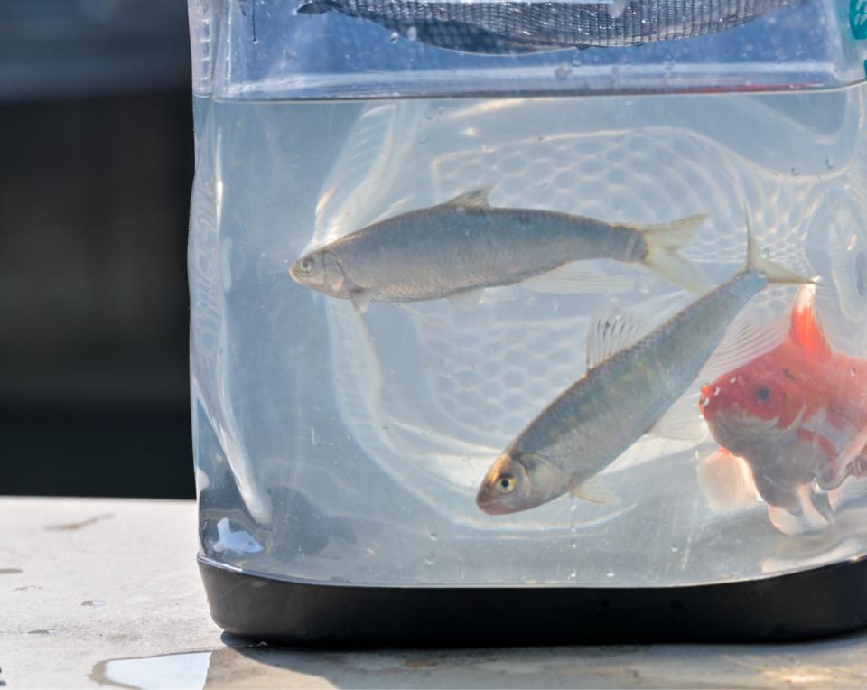 成都河畔惊现大量桃花鱼，市民垂钓热潮背后的生态秘密  第2张