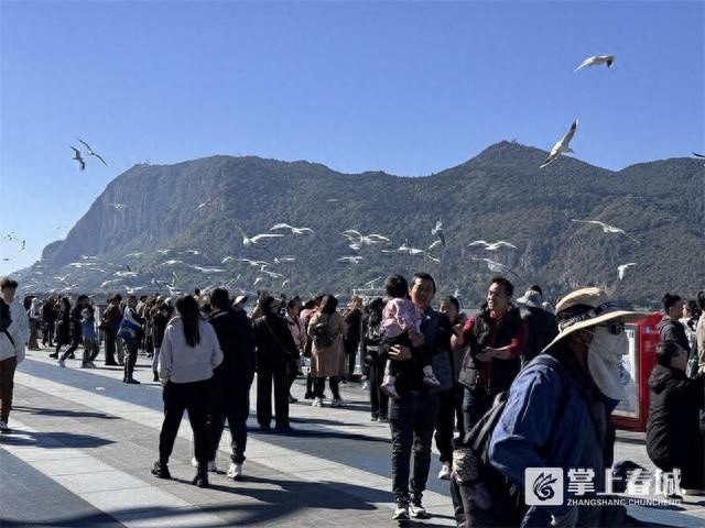 红嘴鸥飞入昆明，观鸥季来临！你了解这些安全规定吗？