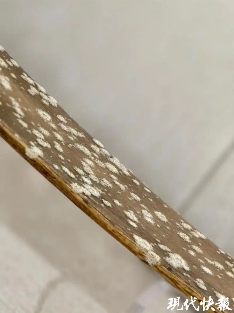 博物馆珍稀象牙文物竟长满霉斑，专家紧急清理，背后真相令人唏嘘  第4张