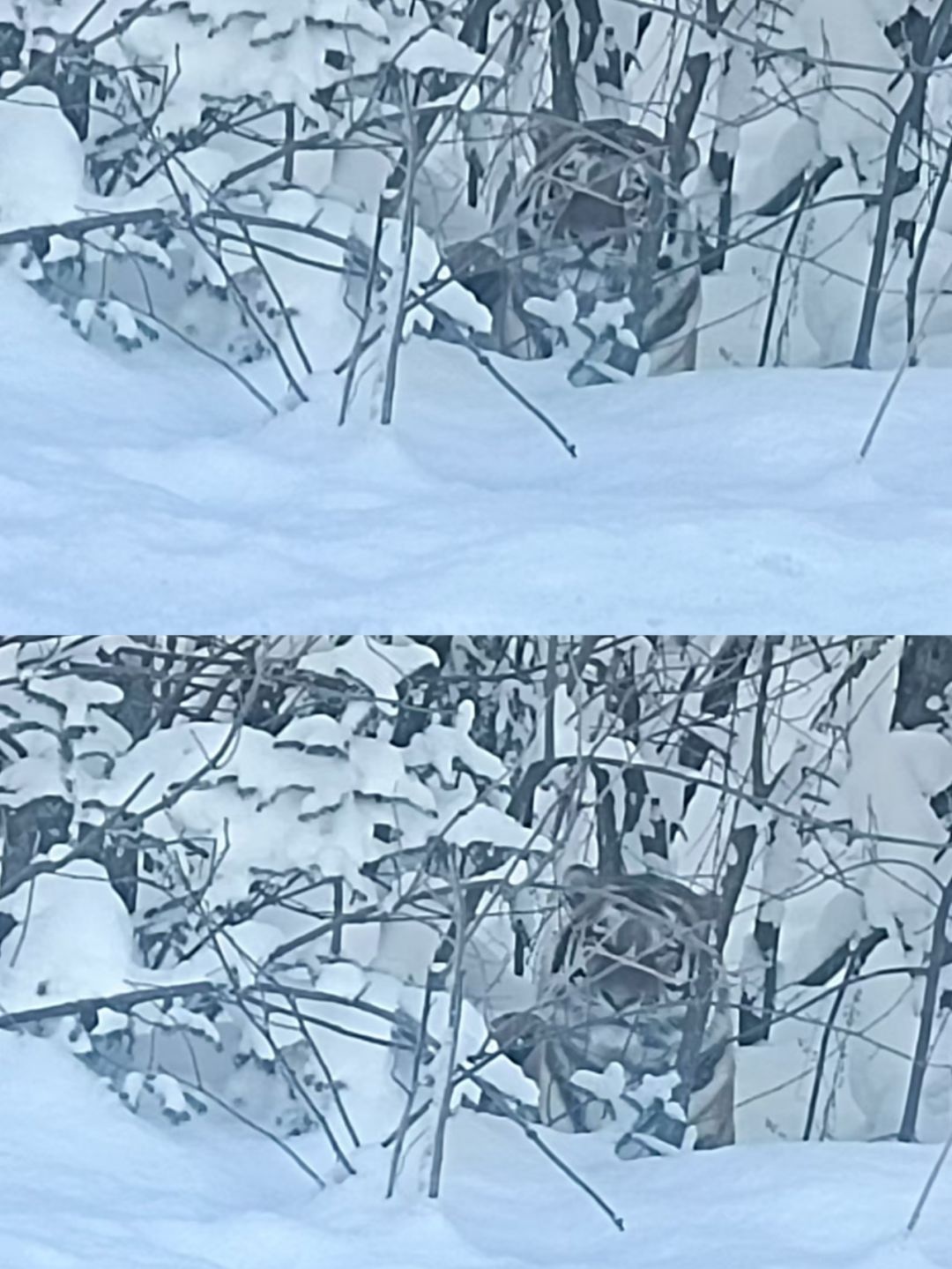 时隔30年，长白山再现东北虎踪迹！野生虎栖息地扩大，威风凛凛的王者归来  第4张