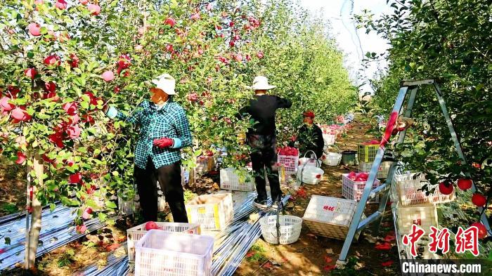 从田间到世界，一颗苹果如何在黄土高原上完成蝶变？