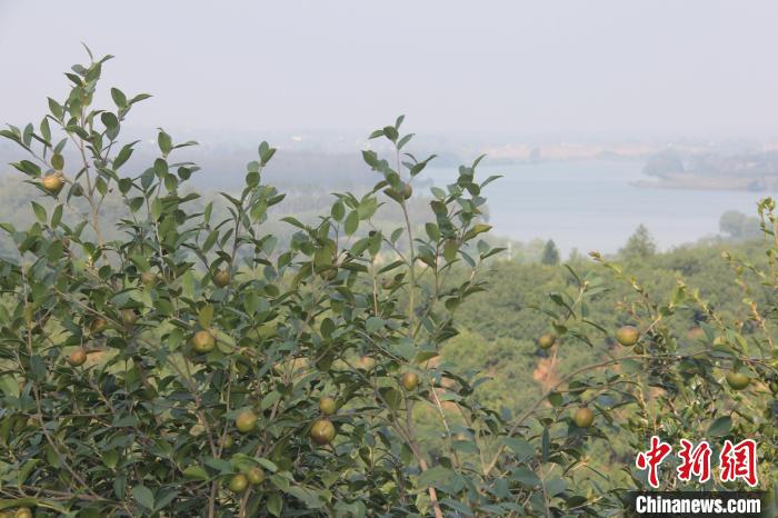 从一棵油茶到一个产业，光山县如何实现致富增收？