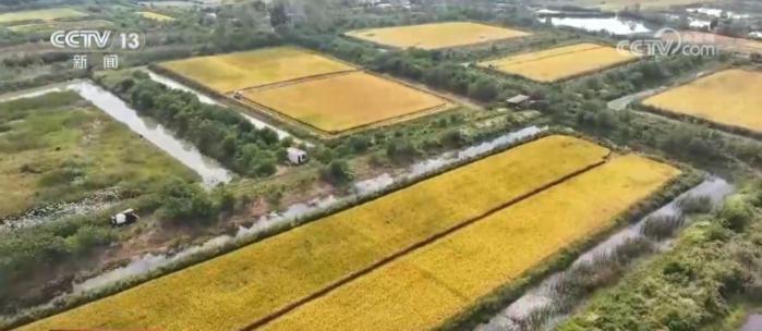374 万亩中稻喜迎丰收，机械化收割正从南向北推进