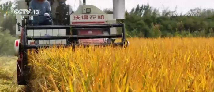 374 万亩中稻喜迎丰收，机械化收割正从南向北推进  第2张