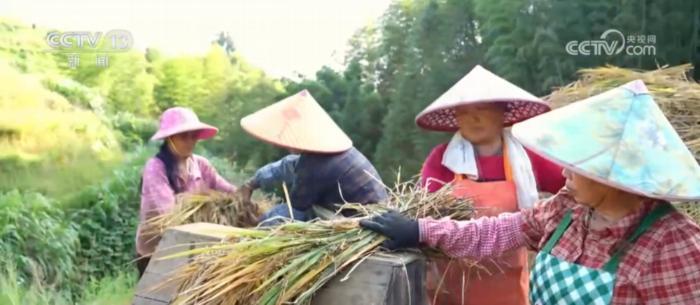 374 万亩中稻喜迎丰收，机械化收割正从南向北推进  第4张