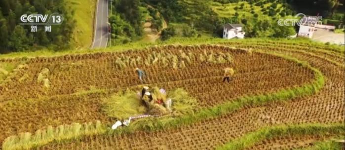 374 万亩中稻喜迎丰收，机械化收割正从南向北推进  第5张