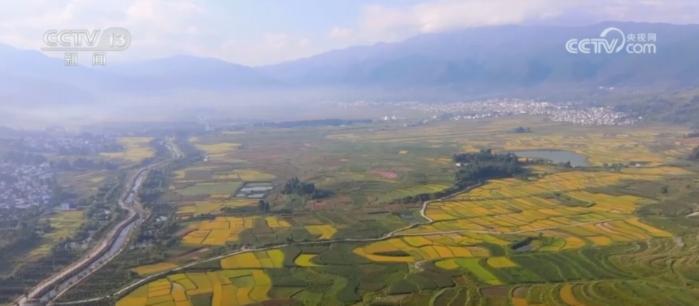 374 万亩中稻喜迎丰收，机械化收割正从南向北推进  第6张