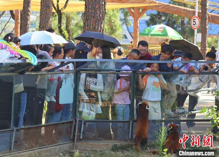 Zoo Walk 成热门旅行目的地，年轻人为何纷纷选择动物园漫步？