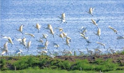 5 万只水鸟齐聚沉湖湿地越冬，罕见网红鸟小红再次现身