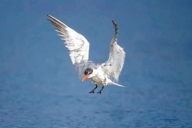 暮秋时节,20 多种越冬候鸟先头部队抵达野鸭湖,你还不来看看? 第1张 暮秋时节,20 多种越冬候鸟先头部队抵达野鸭湖,你还不来看看? 第1张