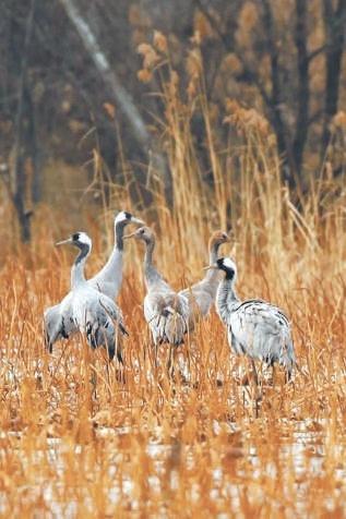 暮秋时节,20 多种越冬候鸟先头部队抵达野鸭湖,你还不来看看? 第2张 暮秋时节,20 多种越冬候鸟先头部队抵达野鸭湖,你还不来看看? 第2张