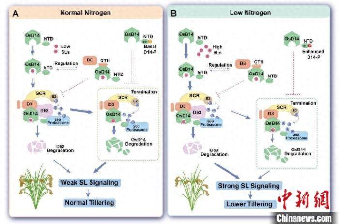 植物调控生长发育之谜被揭开，独脚金内酯信号感知机制大揭秘  第1张
