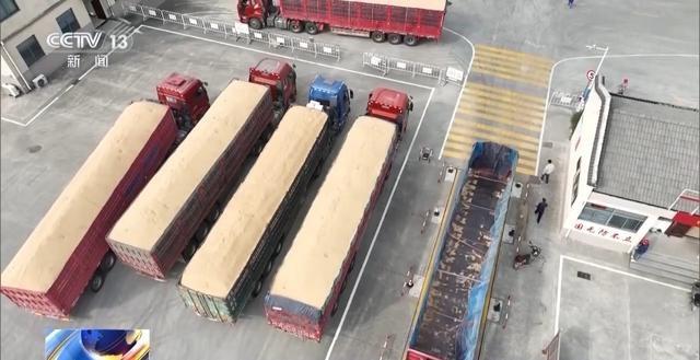 秋粮收购全面展开！主产区已累计收购超 4000 万吨，你家的粮食卖了吗？  第2张