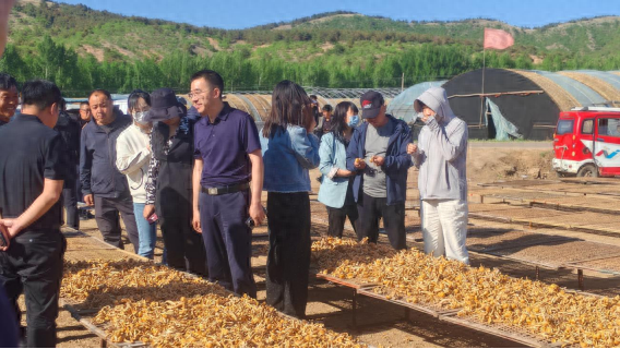 食用菌种植：小蘑菇撑起乡村振兴大产业  第1张